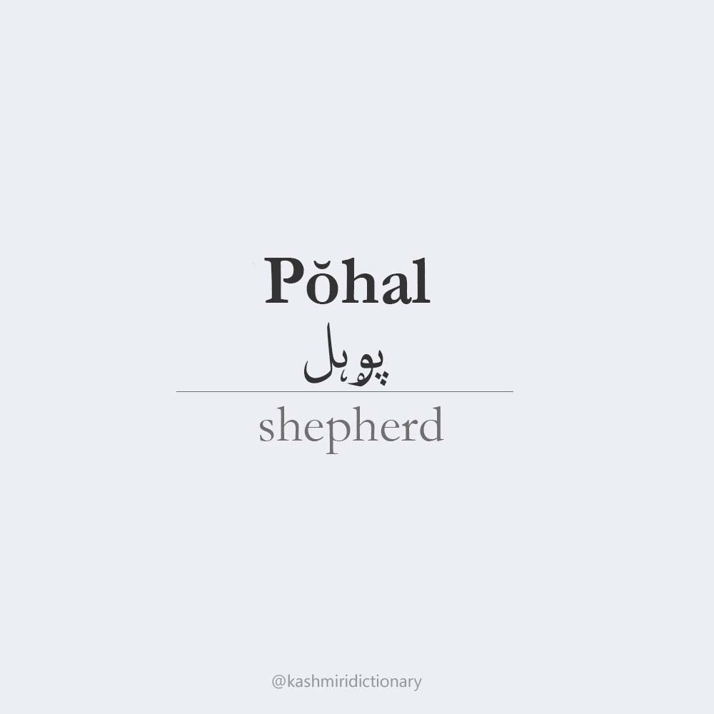 Pŏhal – shepherd Kashmiri dictionary