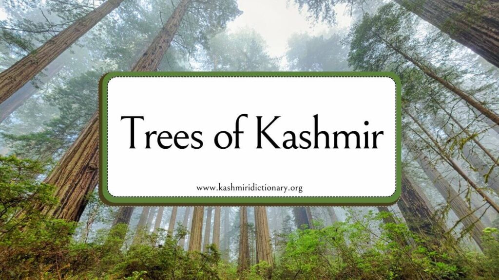 Kashmiri trees