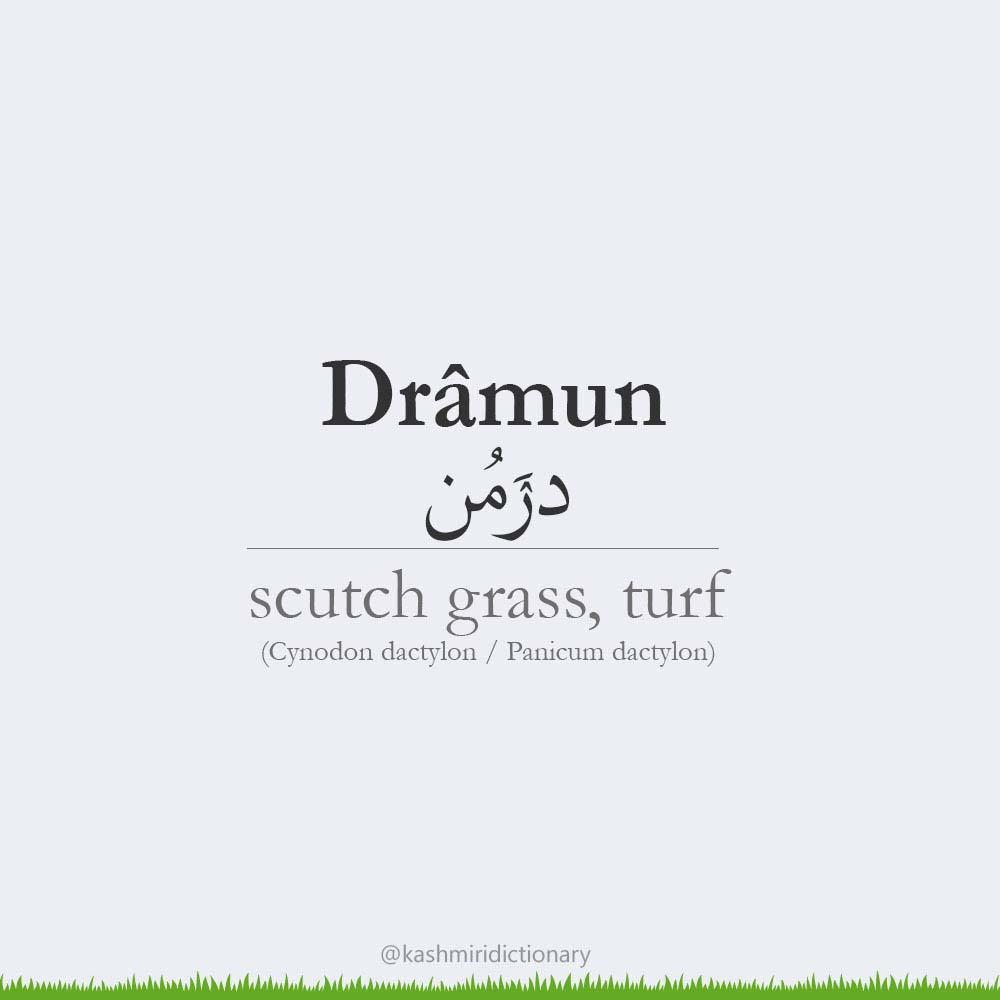 dramun Kashmiri dictionary