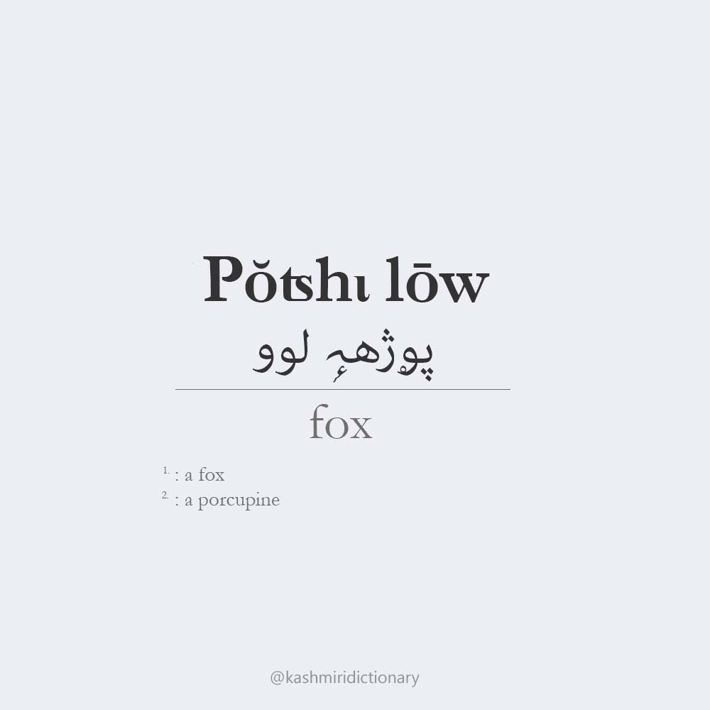 Pŏʦhι lōw – fox Kashmiri dictionary