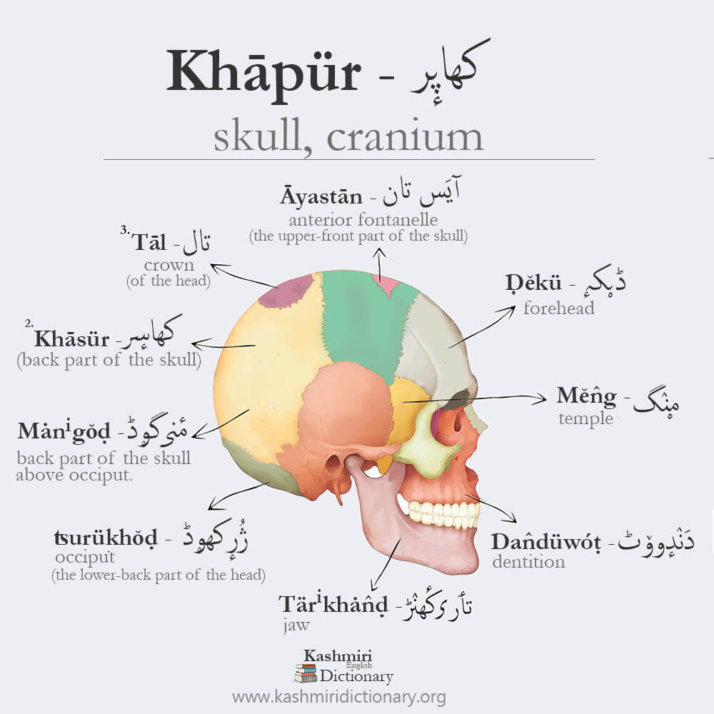 skull_cranium_khapir_khapur_kashmiri