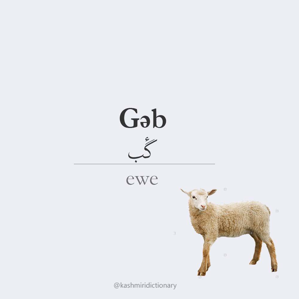 Gaeb – ewe
