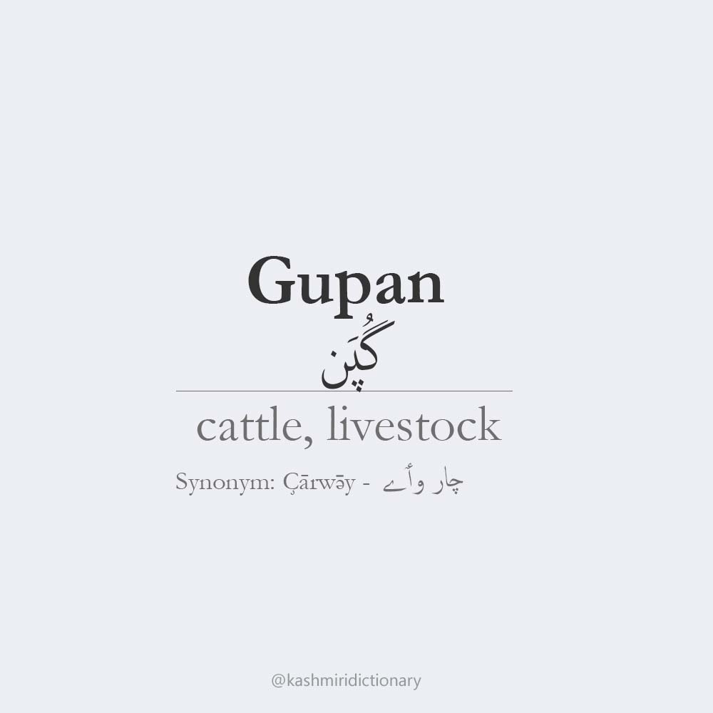 Gupan – cattle