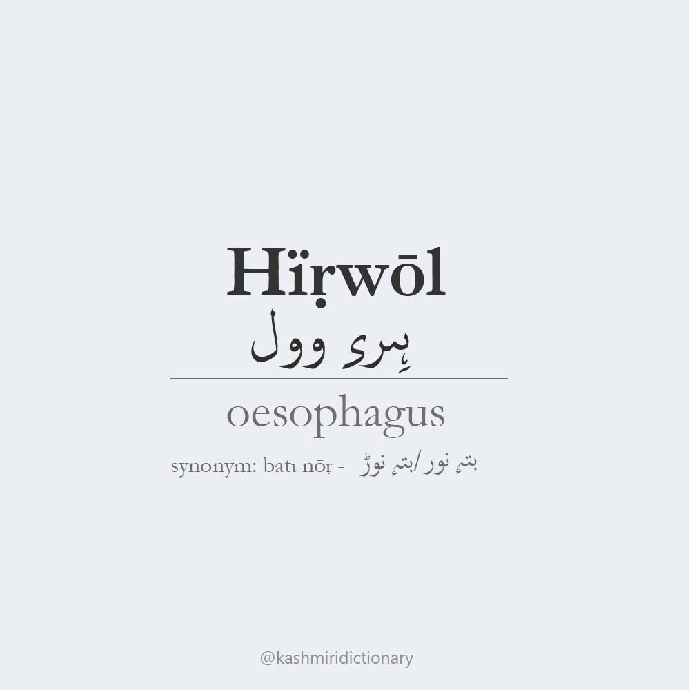 Hirwol – oesophagus