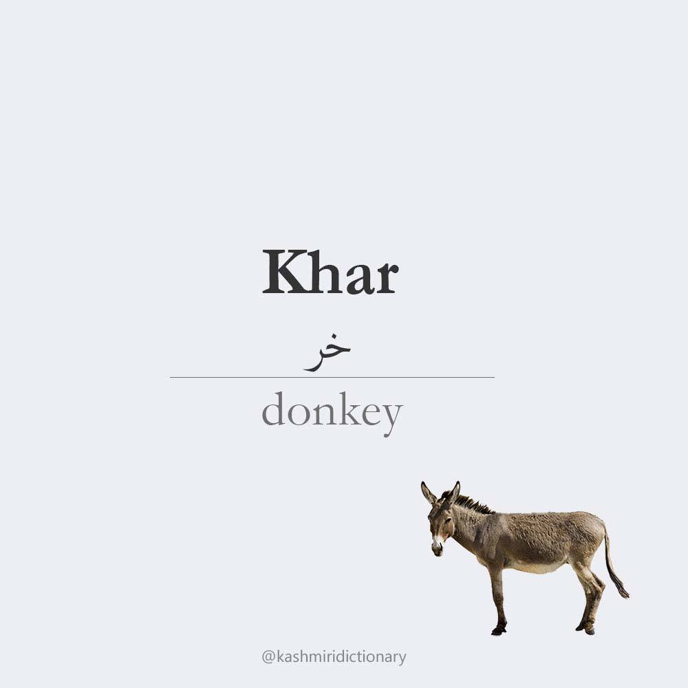 Khar - donkey - Kashmiri Dictionary