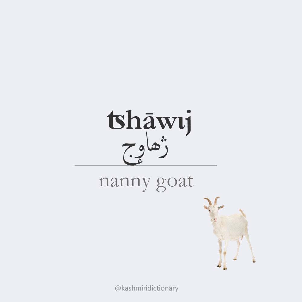 tshaawij - nanny goat - Kashmiri Dictionary