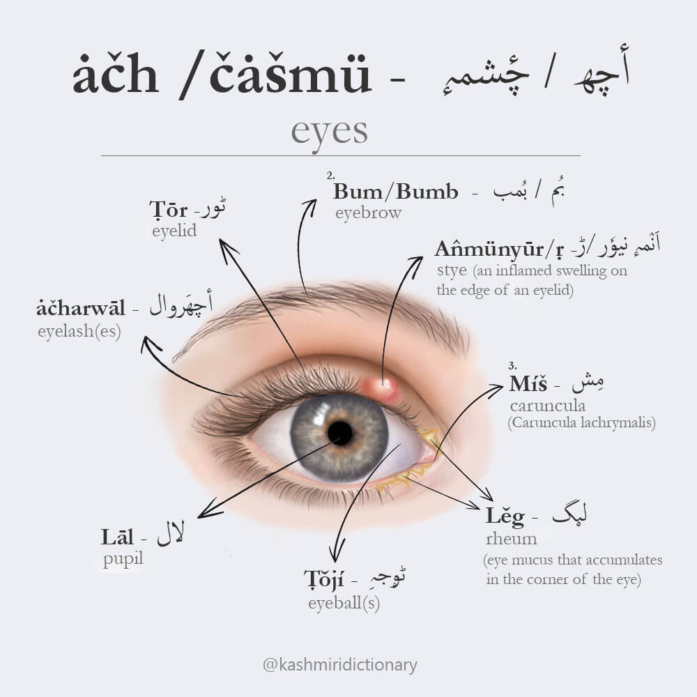 EYES IN KASHMIRI _ ach _ eye _ eyes