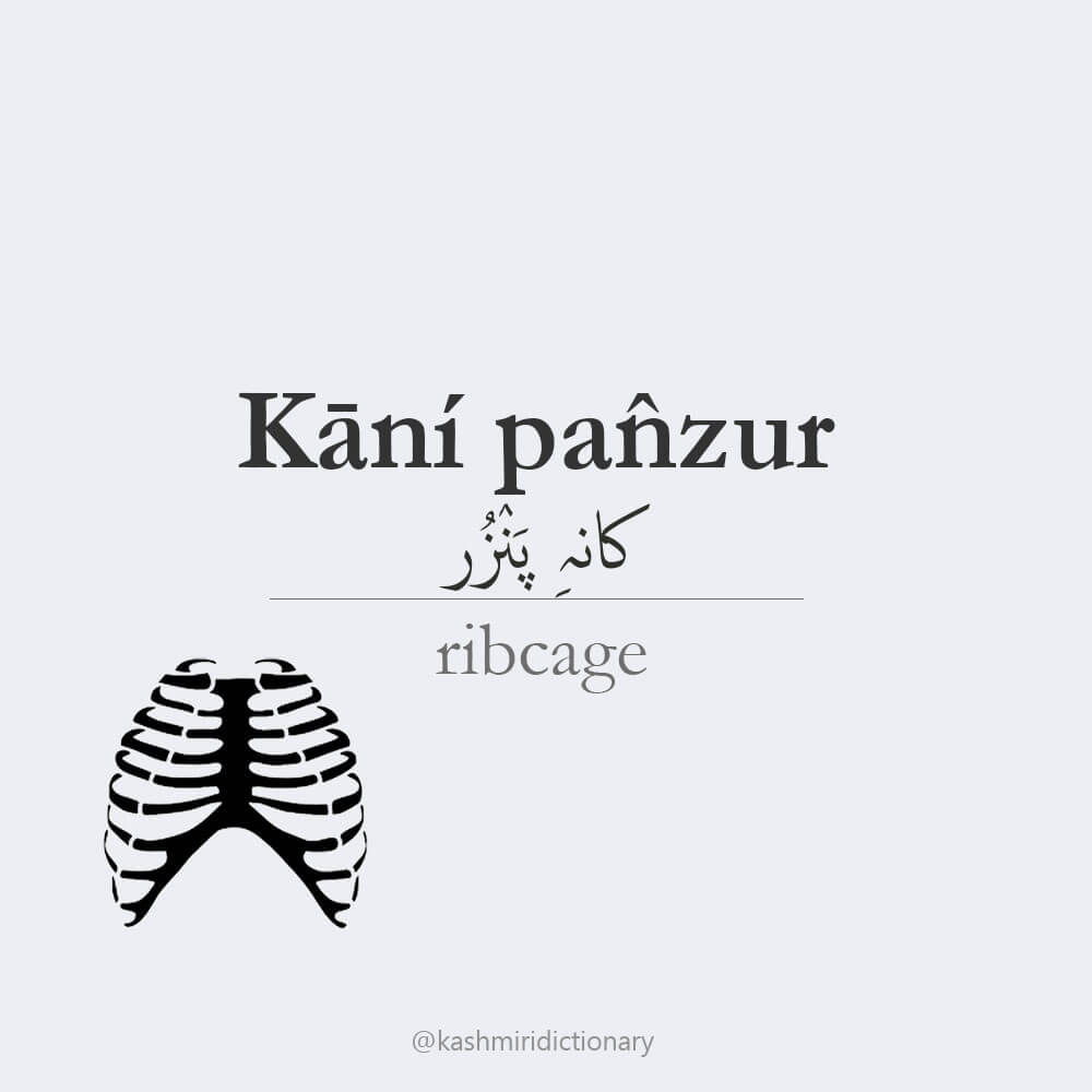 kaani_panzur_ribcage_kashmiri