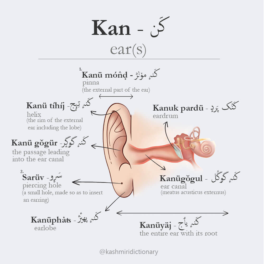 ear in kashmiri _ kan _ anatomy of an ear
