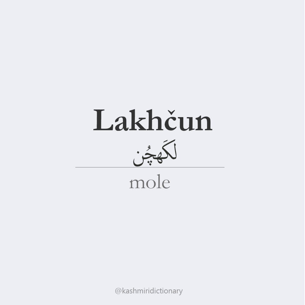 lakhchun_mole_moles_kashmiridictionary