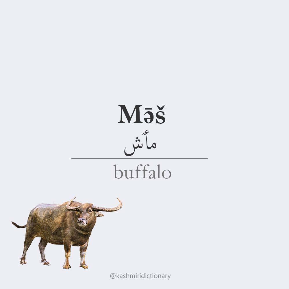Maeesh – buffalo