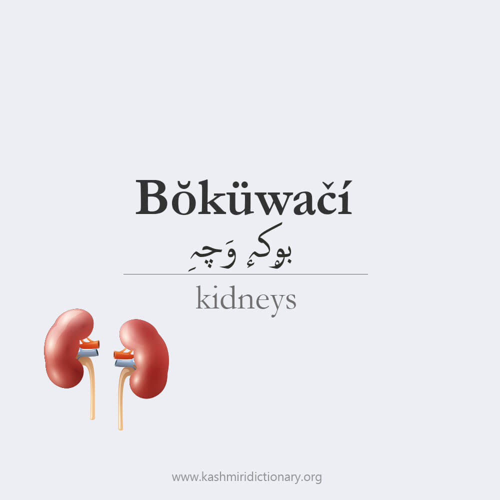 bokwaet_bokiwatchi_kidneys_kidney