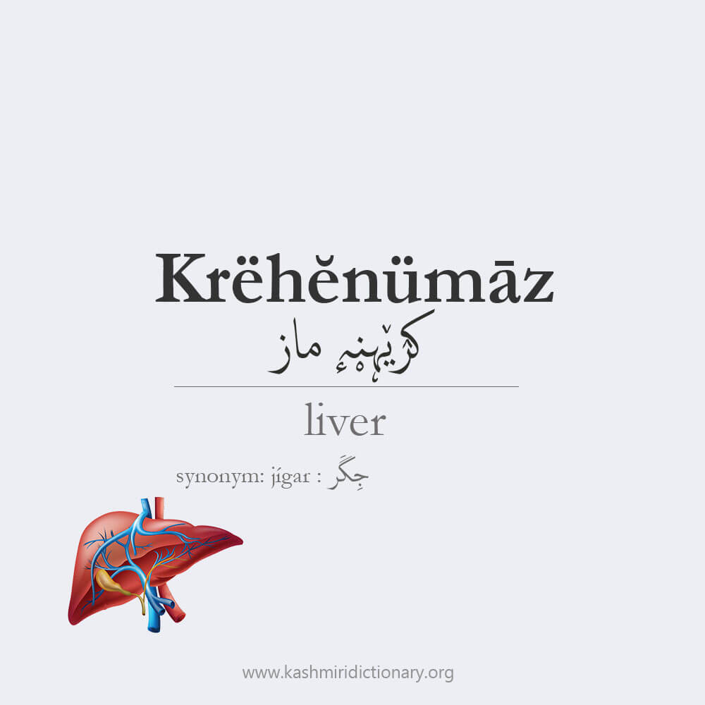 Krëhĕnümāz کرٛیٚہنہٕ ماز - krehenimaaz -liver _ kashmiri_kashmiridictionary
