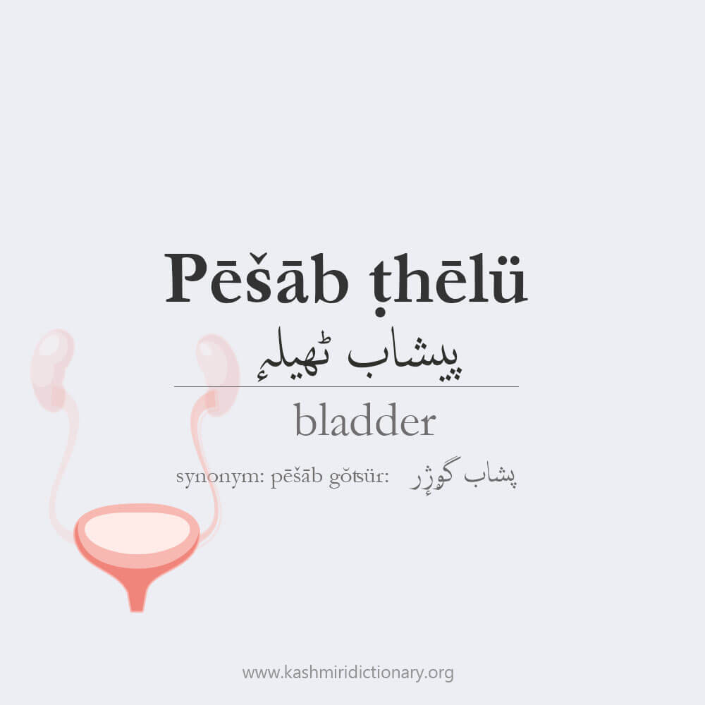 peshaab nael_bladder_urinary bladder_kashmiridictionary