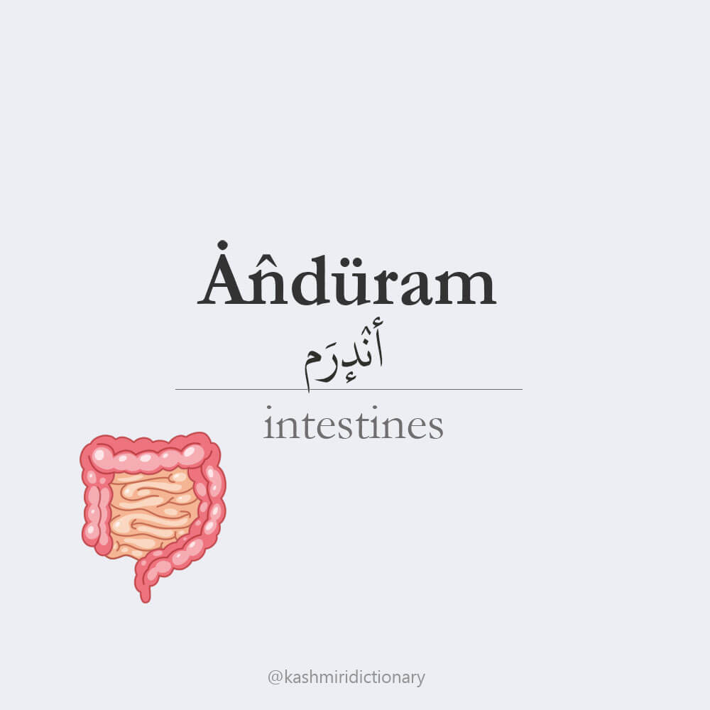 anduram _ intestines _ andram _ kashmiri _kashmiridictionary