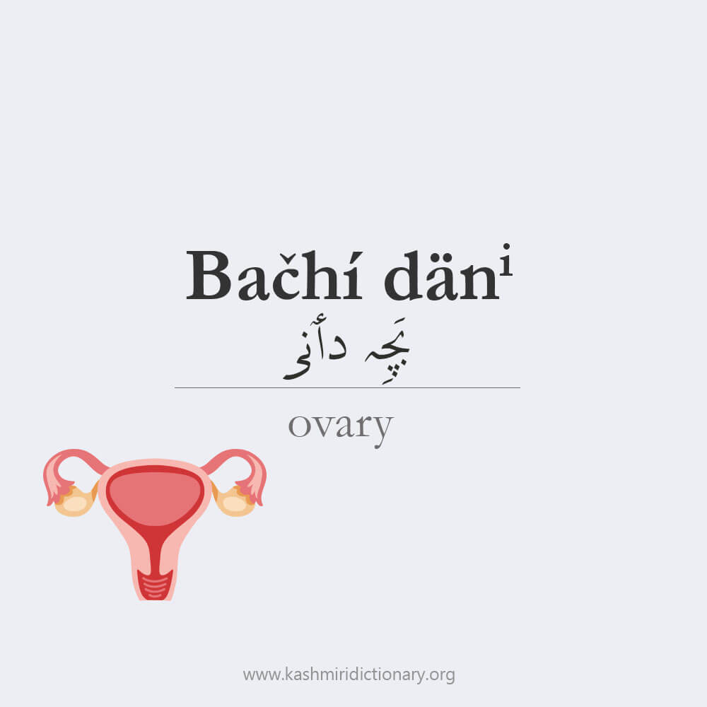 bachi daen_ovary_womb_kashmiri_kashmiridictionary