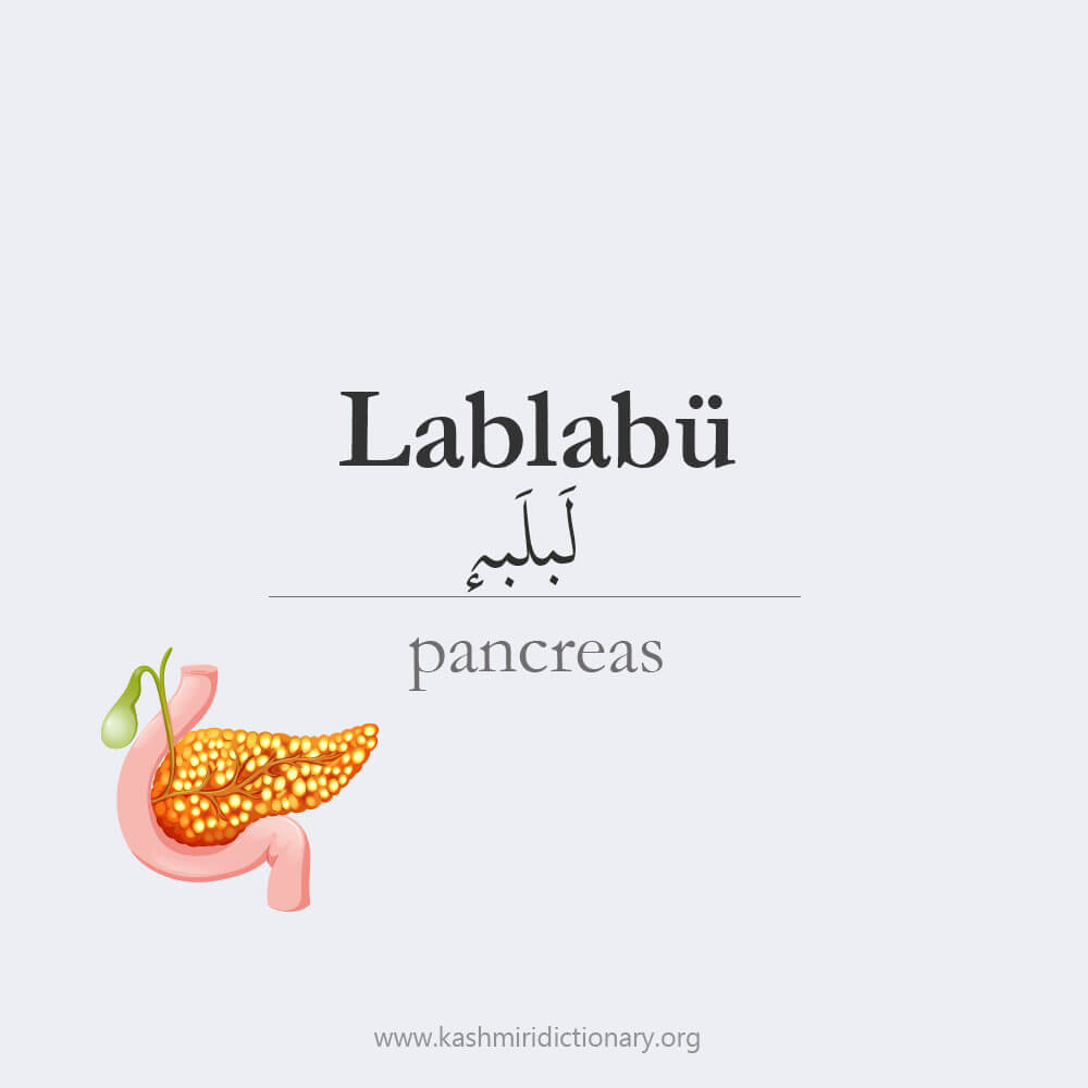 lablab_lablabu_pancreas_kashmiridictionary_kashmiri