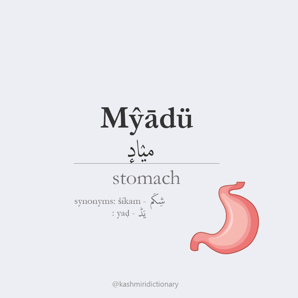myadu_stomach_kashmiri language