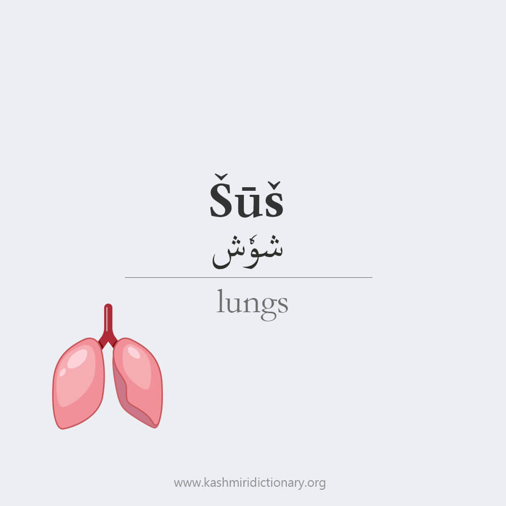 shoosh_lungs_kashmiri_kashmiri dictionary