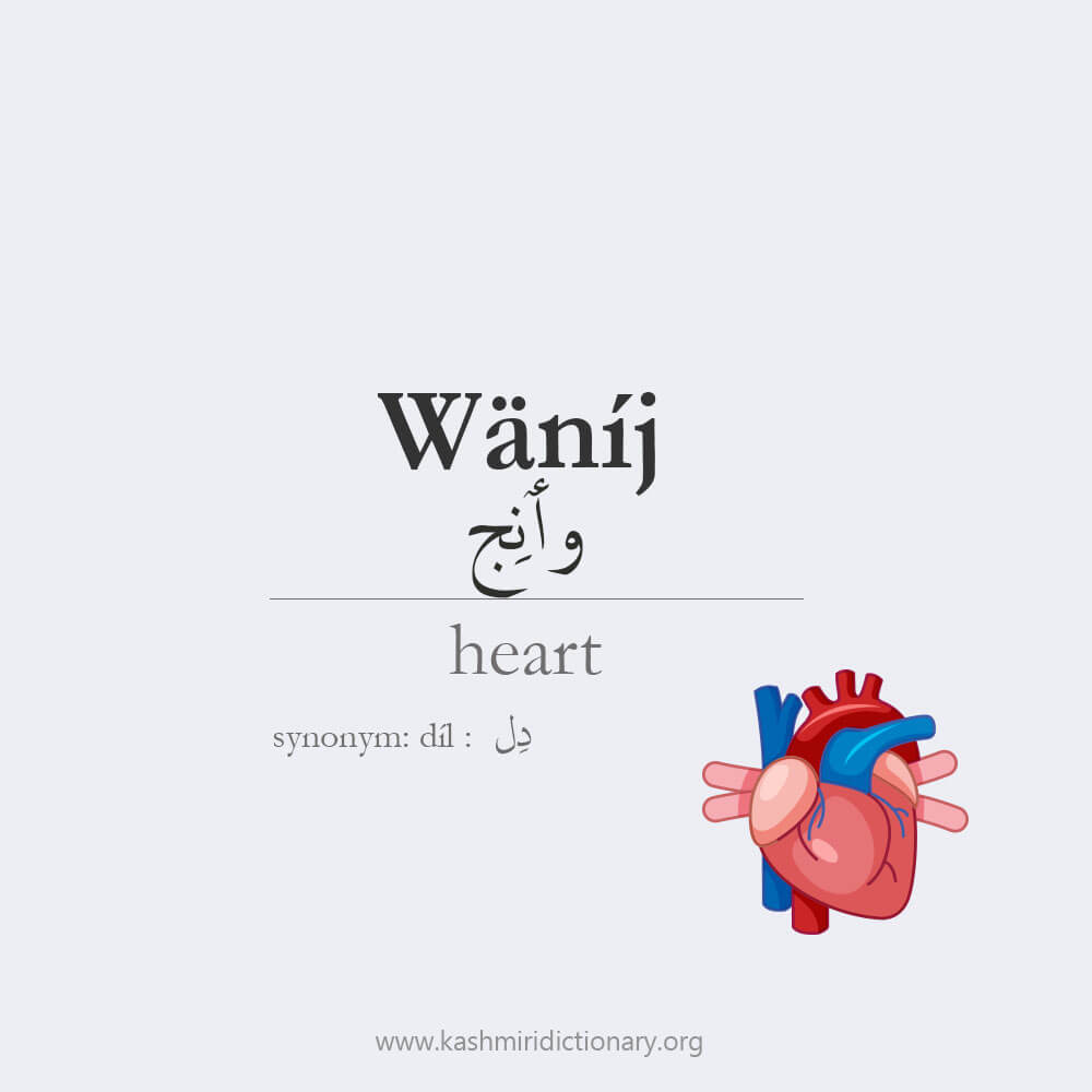 wanij _ heart _ dil _ kashmiridictionary