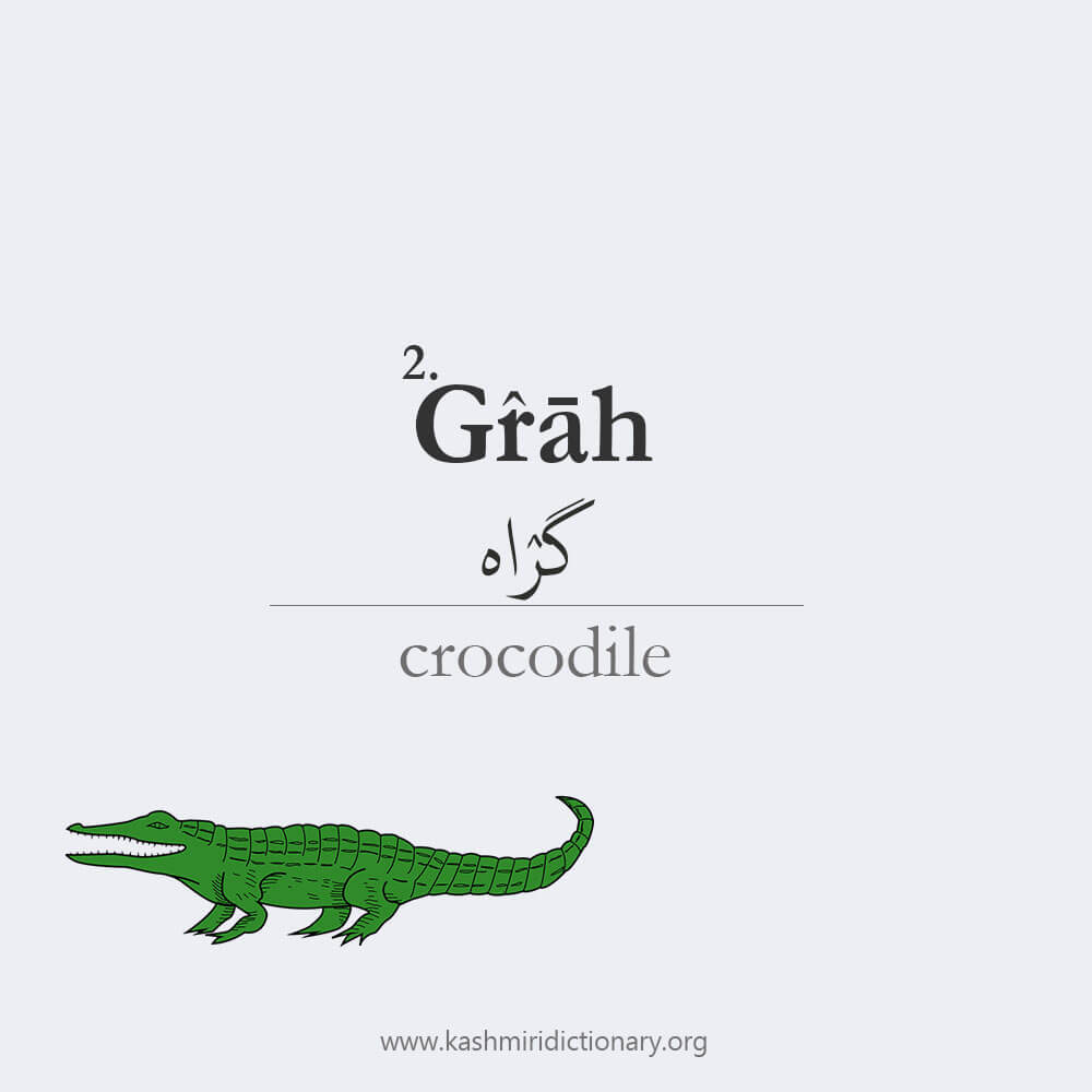 graah _ crocodile _ crocodileinkashmiri _ magarmach