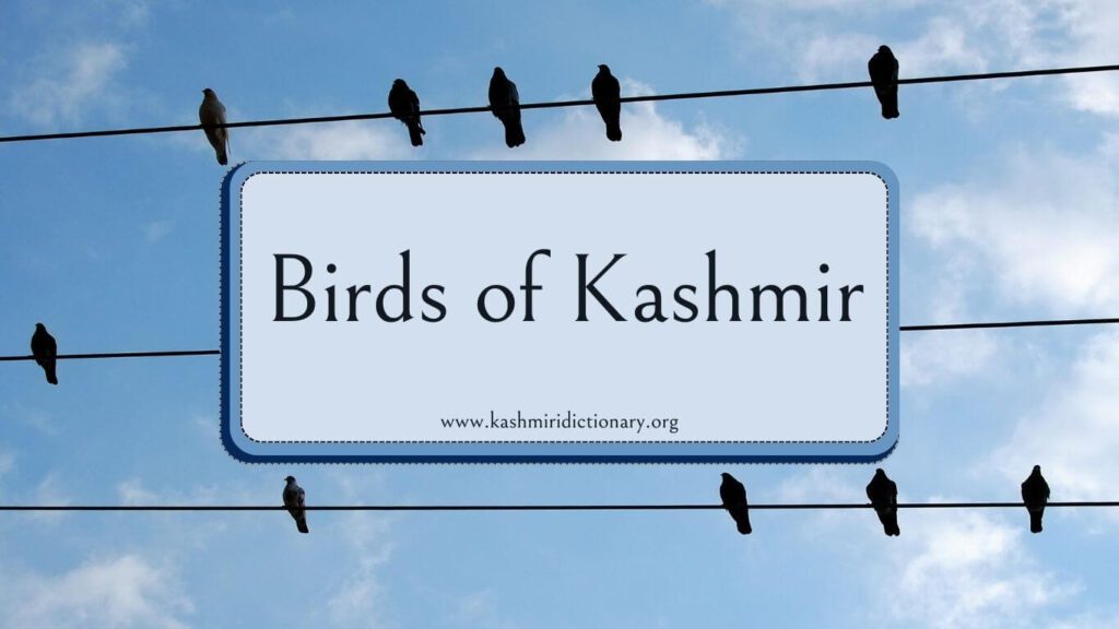 birds of kashmir