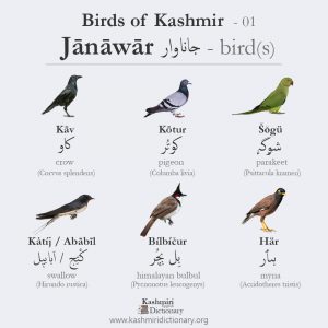 birds of kashmir_ kashmiri dictionary _ kashmiri language
