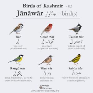 Birds of Kashmir_Kashmiri Dictionary