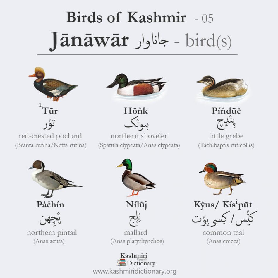Birds of Kashmir-05 - Kashmiri Dictionary