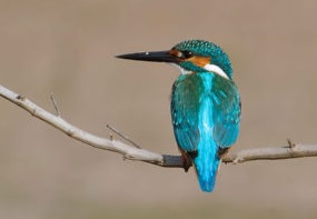 kingfisher _ kashmiri birds