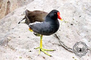 common moorhen kashmiri birds