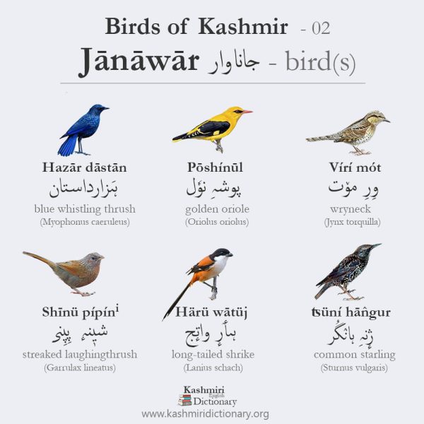 birds of kashmir_ kashmiri dictionary