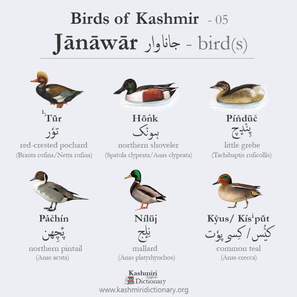 Birds of Kashmir _ part5 _ kashmiri dictionary