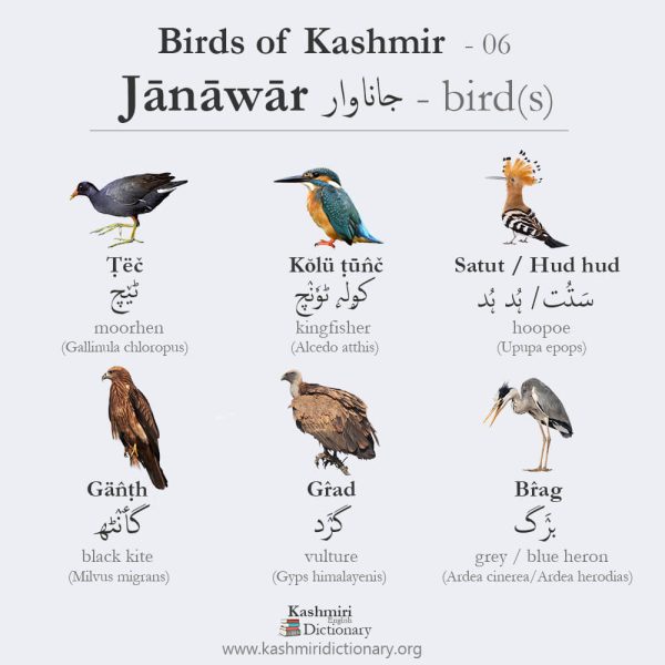Birds of Kashmir _ Kashmiri Dictionary