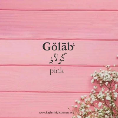 Pink-Color_in_kashmiri-dictionary